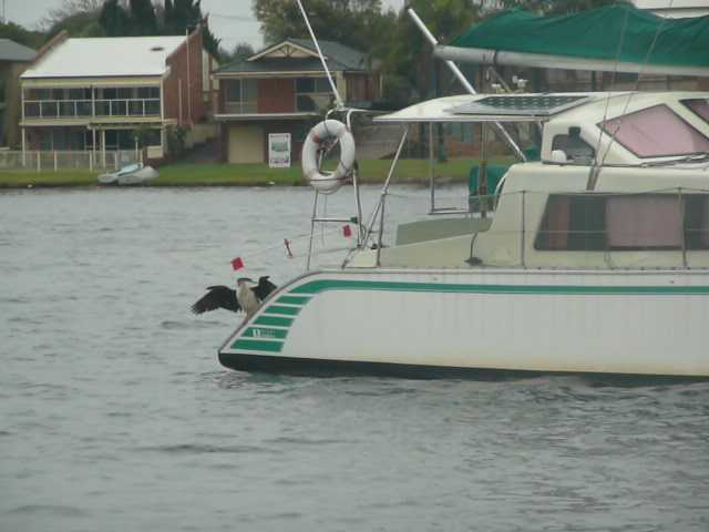 P1030342 Cormorant n Gull sweep.jpg