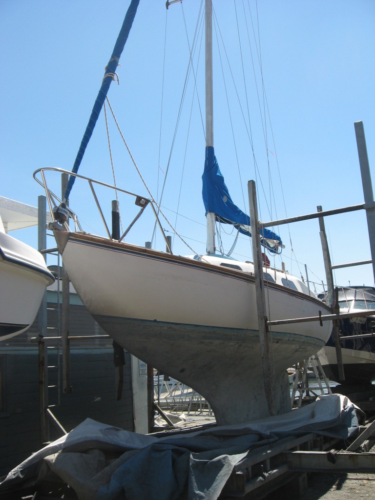 Storm Petrel D 21 Nov 2012.jpg