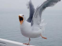 seagull.jpg