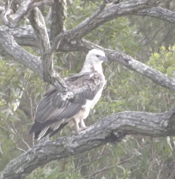 Wild life at Fame Cove.