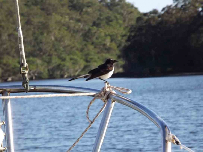 The friendly Willie Wagtail.